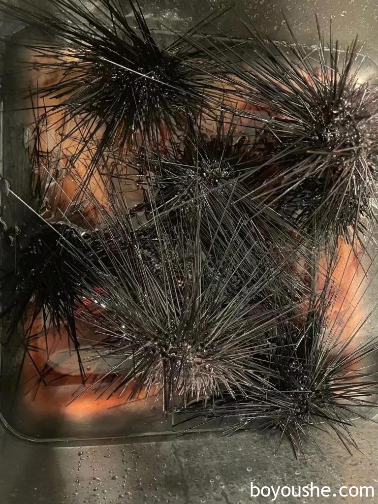 在阿联酋抓螃蟹会吃牢饭,在沙特抓螃蟹是维系物种平衡…实探沙特华人是怎么抓螃蟹的!